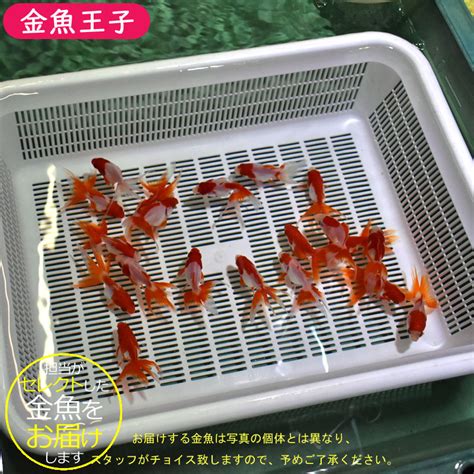 山形金魚|生体販売 